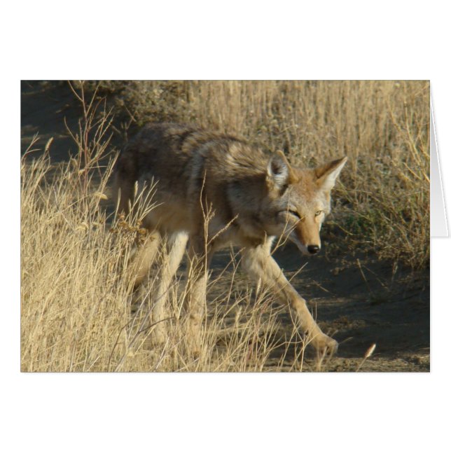 R14 Coyote Walking (Devant horizontal)