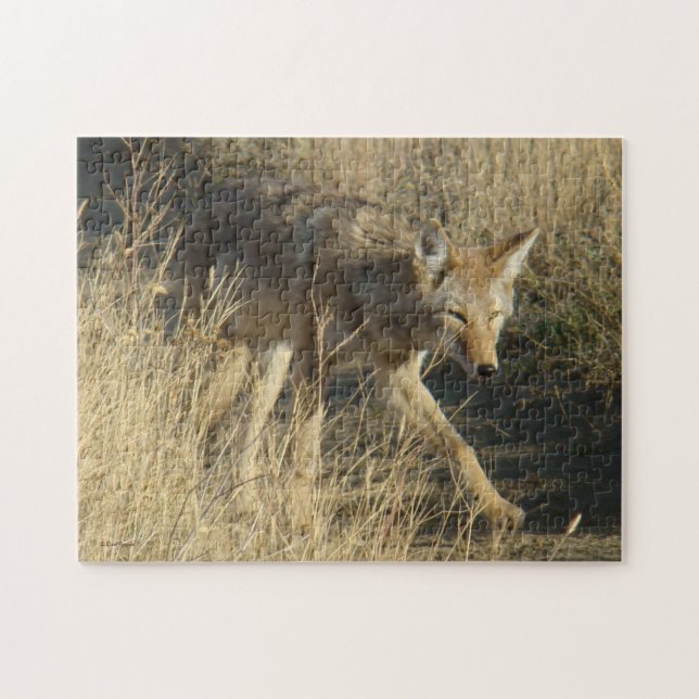 R14 Coyote Walking (Horizontal)
