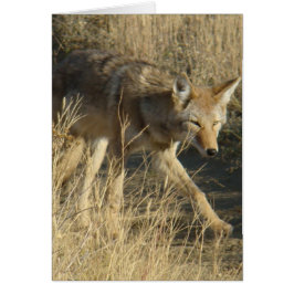 R14 Coyote Walking
