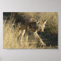 R14 Coyote Walking