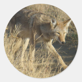 R14 Coyote Walking Runder Aufkleber