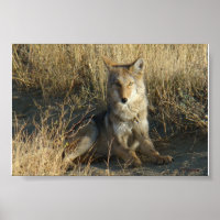 R15 Coyote Lay