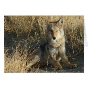 R15 Kojote liegt