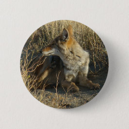 R16 Coyote Scratching Button