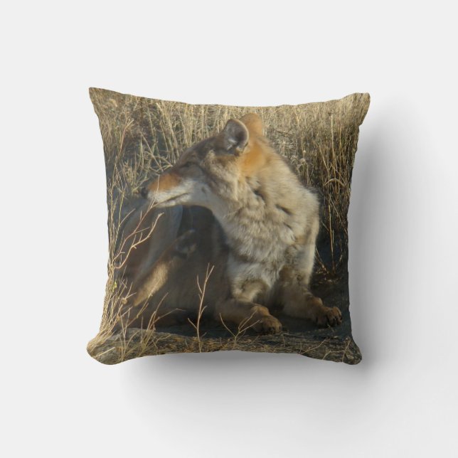 R16 Coyote Scratching Kissen (Vorderseite)