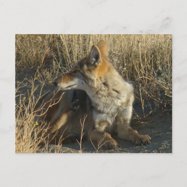 R16 Coyote Scratching Postkarte (Vorderseite)