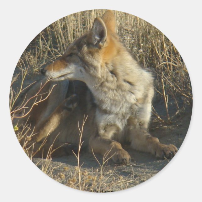 R16 Coyote Scratching Runder Aufkleber (Vorderseite)