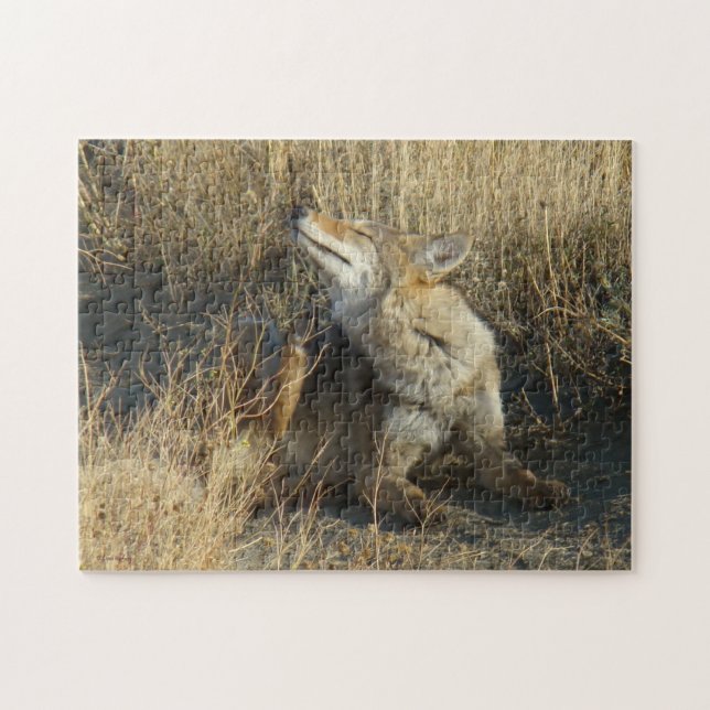 R17 Coyote Scratching (Horizontal)