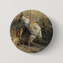 R17 Coyote Scratching Button
