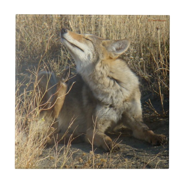 R17 Coyote Scratching Fliese (Vorderseite)