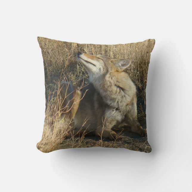 R17 Coyote Scratching Kissen (Vorderseite)