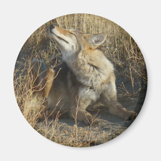 R17 Coyote Scratching Magnet (Vorne)
