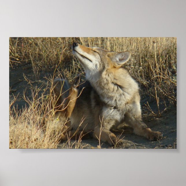 R17 Coyote Scratching Poster (Vorne)