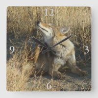 R17 Coyote Scratching