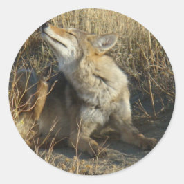 R17 Coyote Scratching Runder Aufkleber