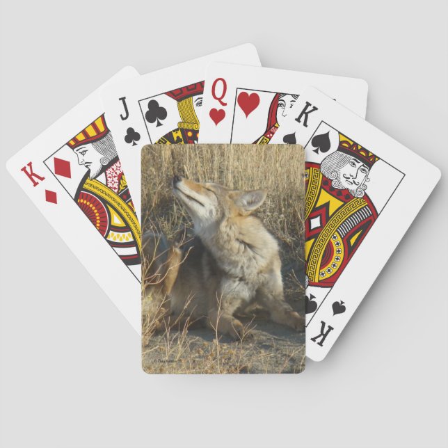 R17 Coyote Scratching Spielkarten (Rückseite)