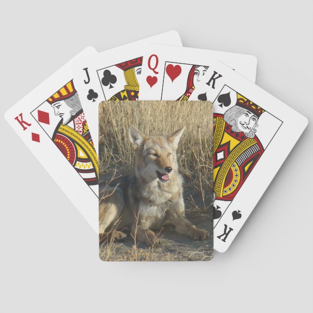 R18 Coyote Lay Spielkarten (Rückseite)