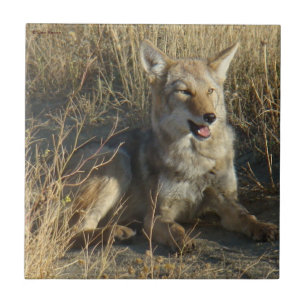 R18 Kojote liegt Fliese