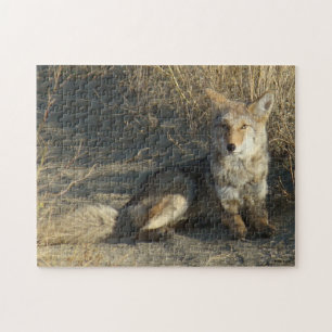 R19 Coyote Lay