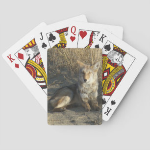 R19 Coyote Lay Spielkarten