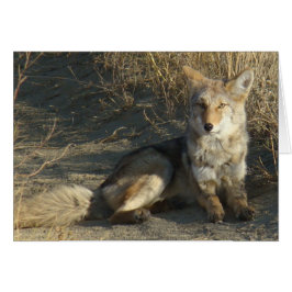 R19 Coyote Laying