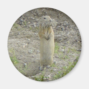 R1 Gopher Richardson's Erdhörnchen Magnet