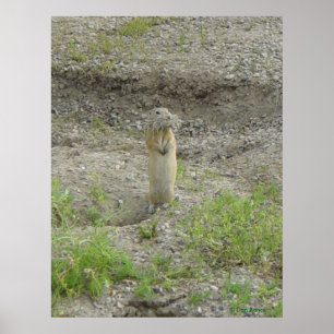 R1 Richardsons Ziesel Poster