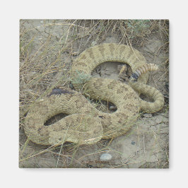 R20 Prairie Rattlesnake Wounded Magnet