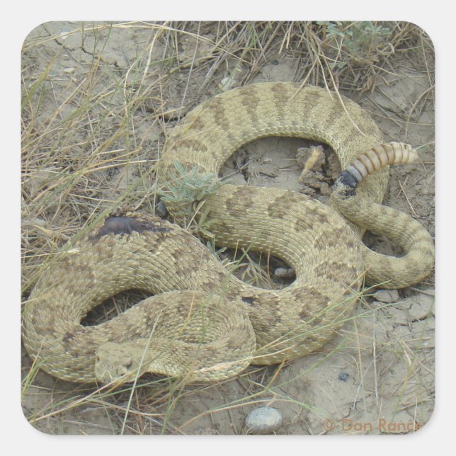 R20 Prairie Rattlesnake Wounded Quadratischer Aufkleber (Vorderseite)