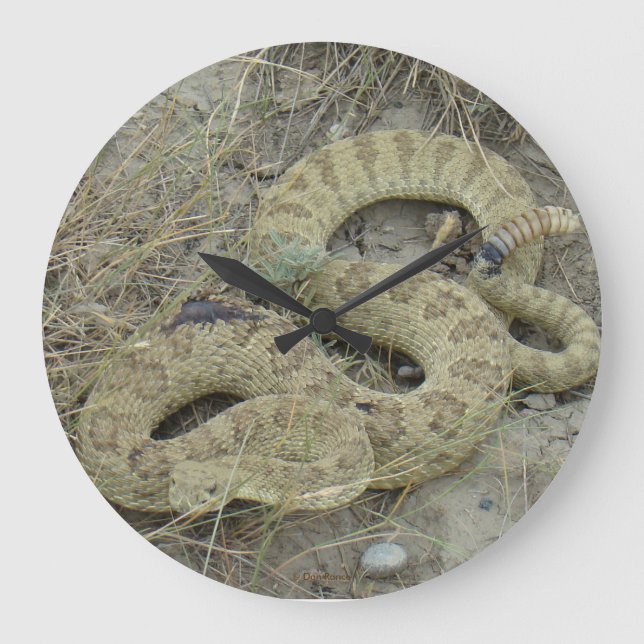 R20 Prärie Rattlesnake Große Wanduhr (Vorderseite)