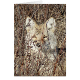 R21 Coyote "Vous regarder"