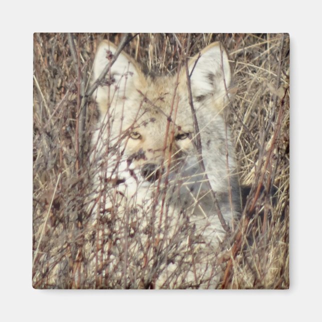 R21 Coyote "Watching You" Magnet (Vorne)