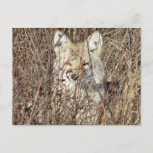 R21 Coyote "Watching You" Postkarte
