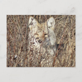 R21 Coyote "Watching You" Postkarte