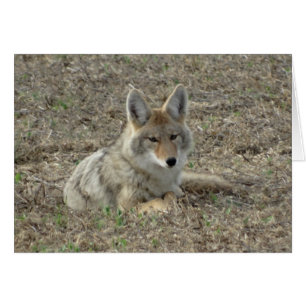 R22 Coyote Lay