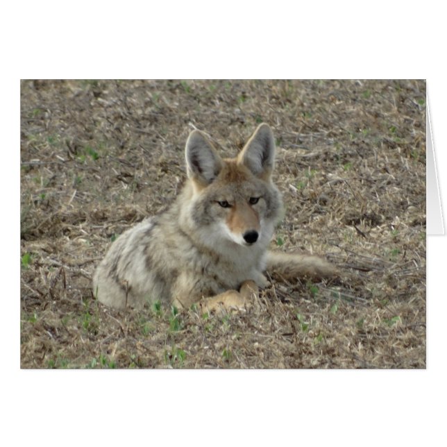 R22 Coyote Lay (Vorderseite (Horizontal))