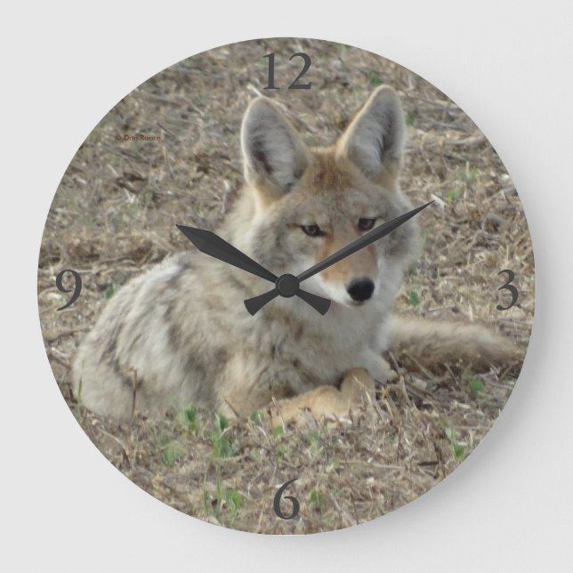 R22 Coyote Lay Große Wanduhr (Vorderseite)