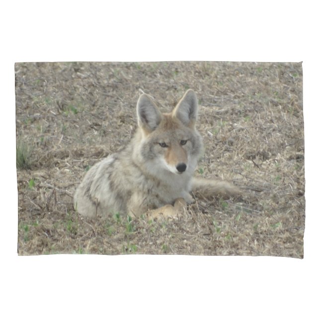 R22 Coyote Lay Kissenbezug (Vorderseite)