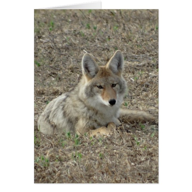 R22 Coyote Laying (Devant)