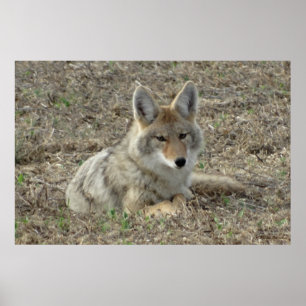 R22 Kojote liegt Poster