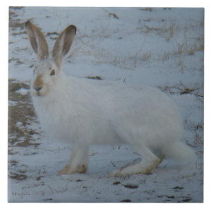 R23 Schneeschuhhase Fliese