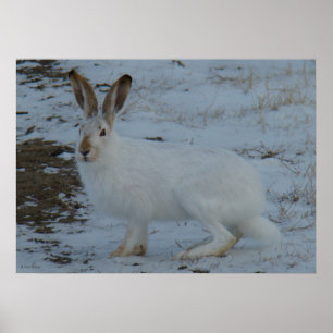 R23 Schneeschuhhase Poster