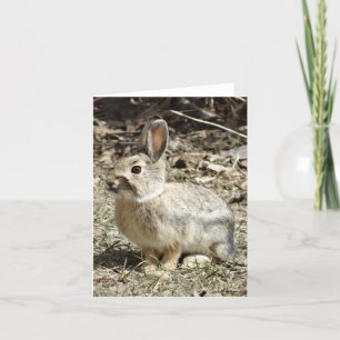 R24 Baumwollschwanzkaninchen Feiertagskarte