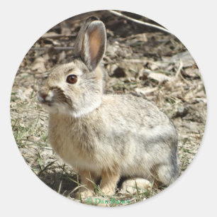 R24 Baumwollschwanzkaninchen Runder Aufkleber