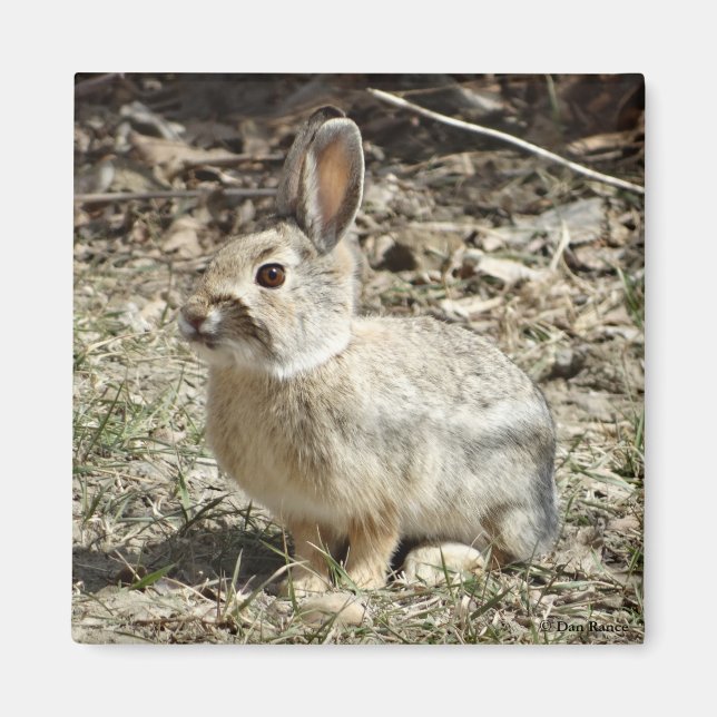 R24 Kaninchen aus Baumwolle und Schwanz Magnet (Vorne)