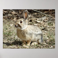 R24 Kaninchen aus Baumwolle und Schwanz