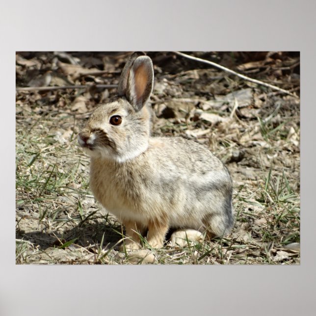 R24 Kaninchen aus Baumwolle und Schwanz Poster (Vorne)