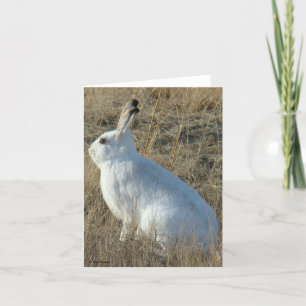 R25 Schneehase Feiertagskarte