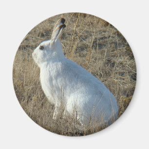 R25 Schneeschuh-Hare Magnet