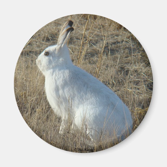 R25 Schneeschuh-Hare Magnet (Vorne)